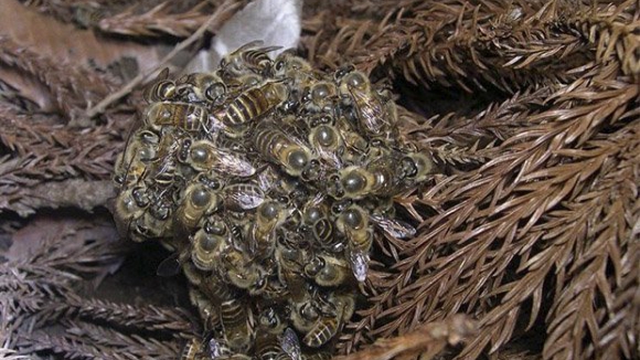 Bombeiros destruíram 35 ninhos de vespa asiática no Alto Minho em 2013