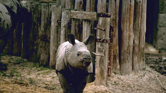 Rinocerontes do Quénia vão ter "microchips" para combater caça ilegal