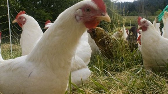 DGS desvaloriza perigo do vírus de gripe aviária detectado no Alentejo
