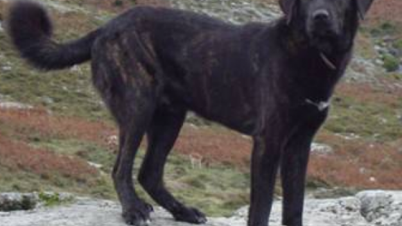 Quercus oferece cães pastores para evitar predação e combater o uso de venenos