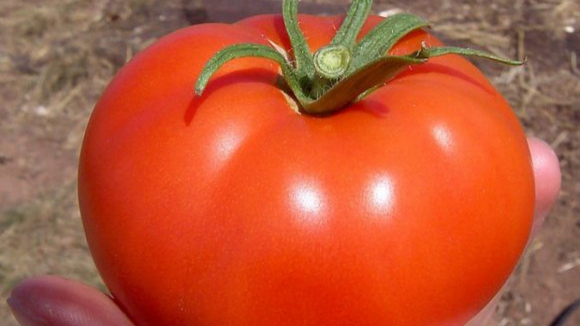 Estudo mostra que comer tomates reduz risco de desenvolvimento do cancro da próstata