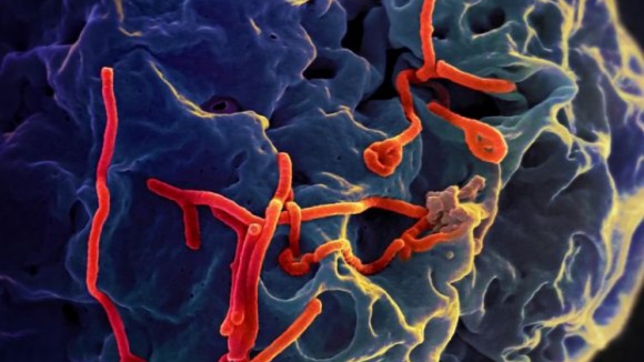 Ébola: Novo balanço da OMS regista 6.583 mortos em 18.188 casos