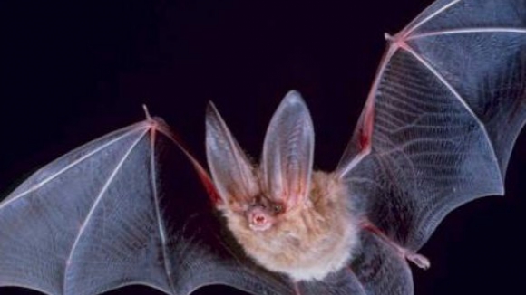 Morcegos que habitavam árvore na Guiné-Conacri serão fonte do Ébola