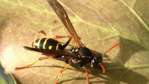 47 ninhos de vespa asiática foram eliminados em Gondomar desde o início do ano 