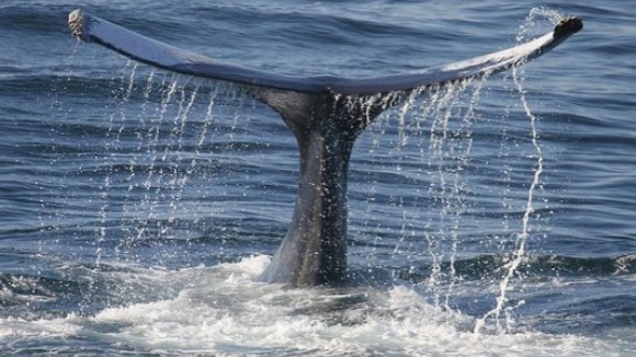 Japão recomeça caça à baleia na terça-feira