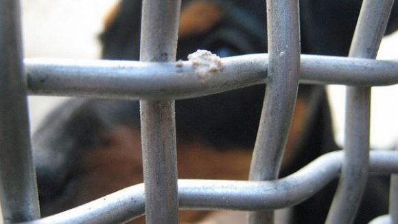 PAN defende iniciativa legislativa de cidadãos para acabar com abates nos canis