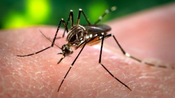 Quase 20.300 pessoas infetadas com Zika na Colômbia e mais de 2.000 são grávidas