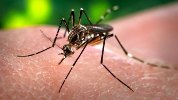 Costa Rica usa bactéria para combater reprodução do mosquito transmissor dos vírus Zika
