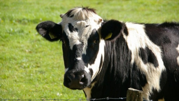 Cerca de 60% dos produtores dos Açores falidos um ano após o fim das quotas leiteiras
