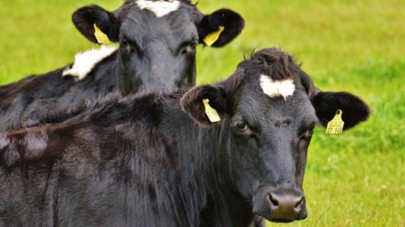 Governo vai dar "prémio" por vaca a produtores de leite