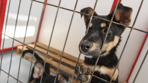 33 cães e gatos são abatidos por dia em canis municipais