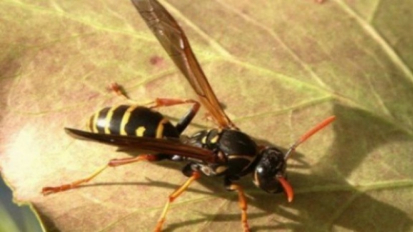 Alto Minho: 410 mil euros para 'acabar' com as vespas asiáticas