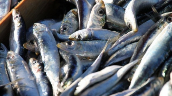 Aumento da quota de pesca da sardinha aceite pela Comissão Europeia