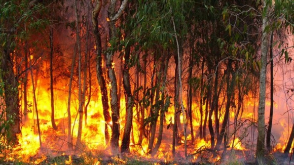 Já arderam 100 mil hectares de território português