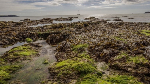 Exportação de algas cresce 326% e faz parte do “Mar de Oportunidades”