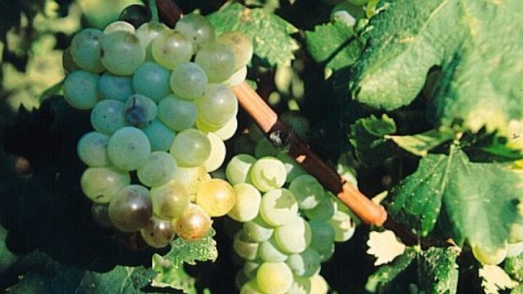Produção de vinho verde cai 20% em 2016 mas qualidade deve ser a melhor da década
