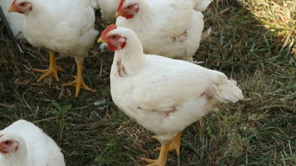 Quase 100 mil galinhas sacrificadas em Taiwan devido à gripe aviária