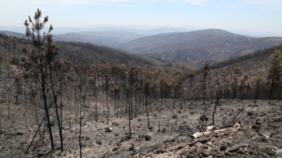 53 mil hectares arderam na região centro