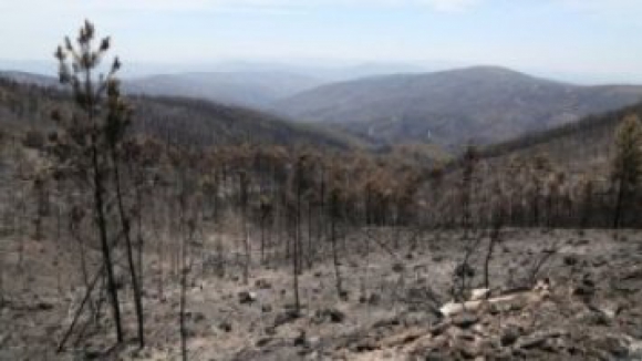 Governo apoia "exclusivamente" proprietários que cumpram regras de ordenamento florestal