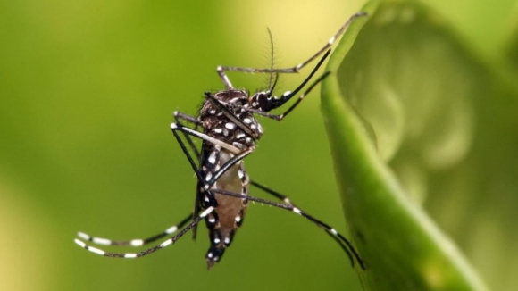 Mosquito transmissor do vírus da dengue detetado pela primeira vez em Portugal