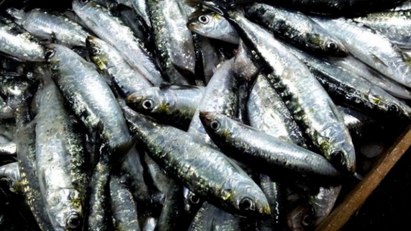 Parecer científico recomenda a suspensão da pesca da sardinha em 2018