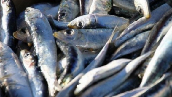 Proibição da pesca da sardinha inicia esta terça-feira um novo período até 20 de maio