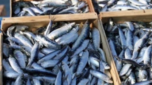 Pesca da sardinha com novas limitações a partir desta quarta-feira