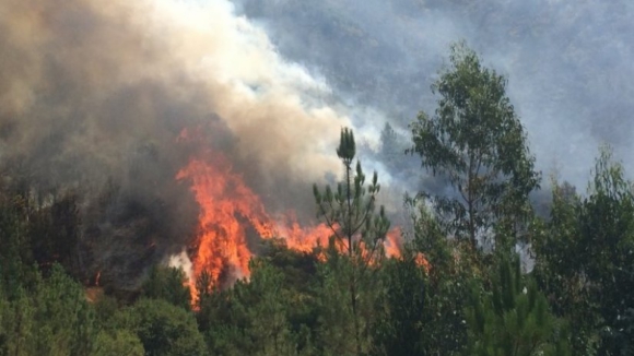Fogo em Mirandela mobiliza 122 bombeiros apoiados por 4 meios aéreos