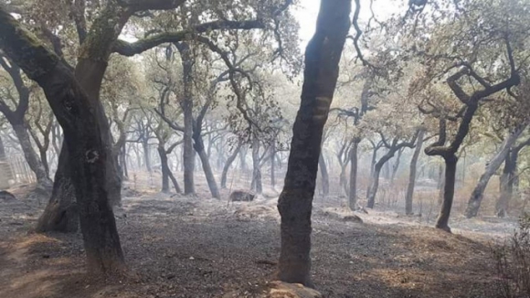 Perímetro do fogo no Algarve já ultrapassa 100 quilómetros, há 299 deslocados