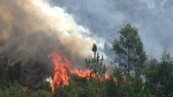 Uma centena de operacionais combatem fogo florestal em Guimarães