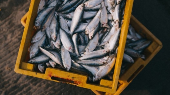 Portugal importou mais de 300 mil toneladas de peixe este ano e exportou 153 mil toneladas