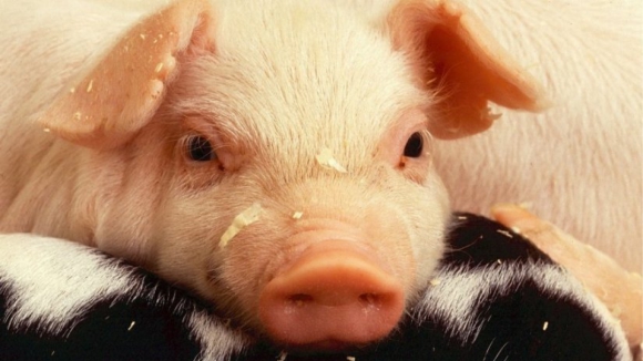 Greve dos estivadores eventuais de Setúbal adia exportações de porcos para a China