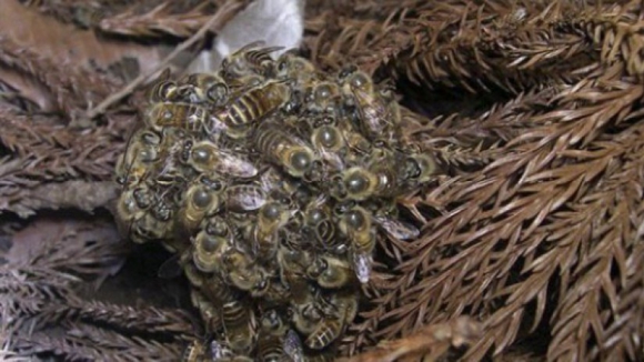 Viana do Castelo destruiu 2.554 ninhos de vespa asiática desde 2012