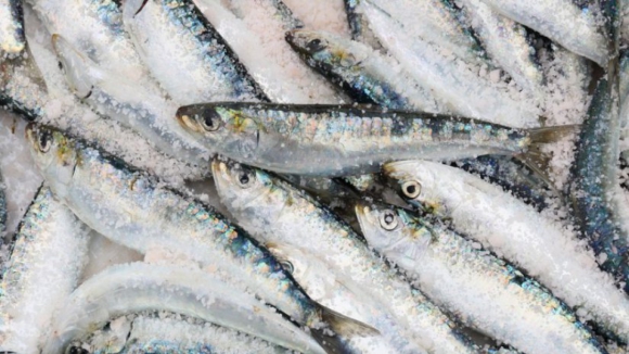 Pesca da sardinha proibida a partir de sábado