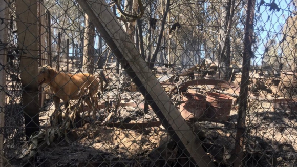 GNR diz que morte de animais em Santo Tirso se deveu à dimensão do fogo