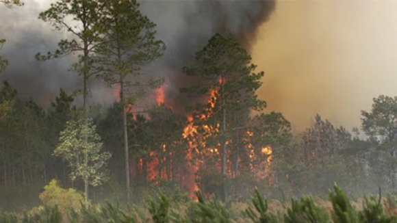 PJ deteve suspeito de atear 3 incêndios florestais em Mondim de Basto