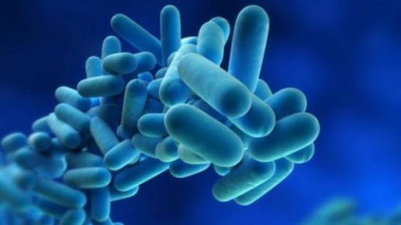 Surto de 'Legionella' a Norte já causou 85 casos e sete mortes