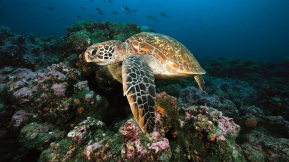 Estudante da FCUP faz voluntariado em Cabo Verde para estudar tartarugas marinhas