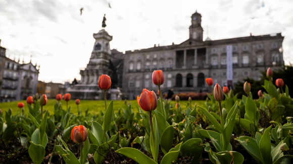 Mar de tulipas anuncia chegada da primavera ao Porto