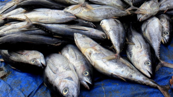 Pescadores de Caminha tentam travar a “extinção completa” do setor no concelho