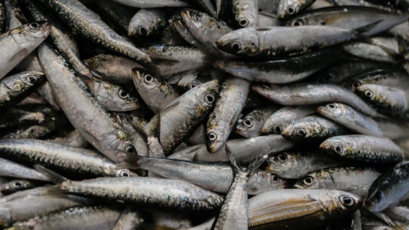 Ministra da Agricultura assume "expectativas elevadas" na pesca da sardinha