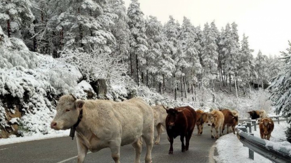 Imagens impressionantes da Galiza coberta de neve nos primeiros dias do ano