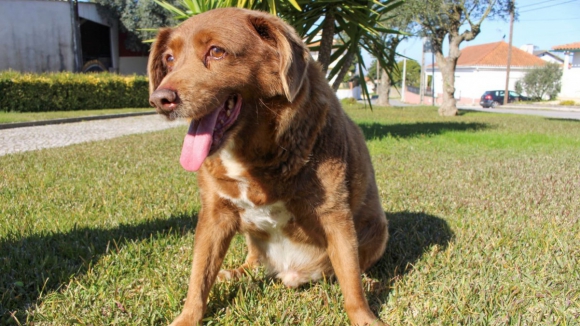 Título de cão mais velho do mundo retirado a 'Bobi' português