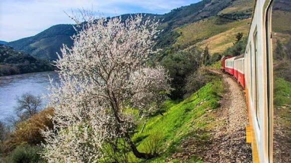 Amendoeiras em flor regressam ao Douro e pode visitá-las de comboio