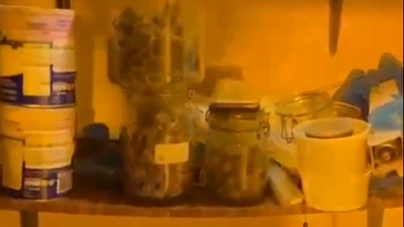 GNR divulga vídeo de estufas de droga escondidas no Grande Porto