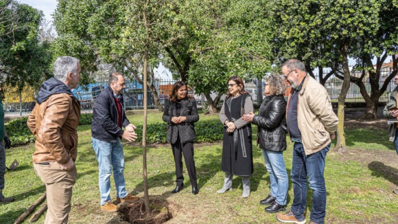 Câmara de Matosinhos planta 254 árvores após campanha de recolha de rolhas de cortiça