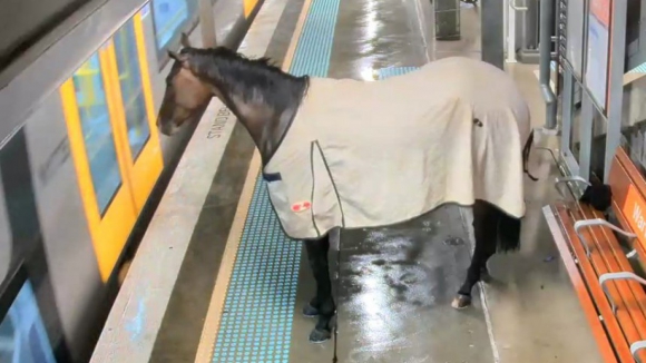 Insólito. Cavalo espera atrás de linha de segurança para embarcar em comboio