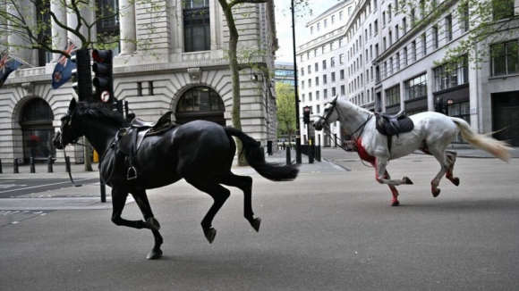 Cavalos à solta causam o caos em Londres e provocam quatro feridos