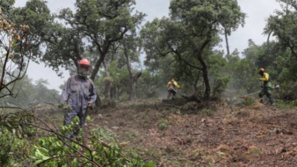 Governo prolonga prazo para limpeza de terrenos rurais e florestais