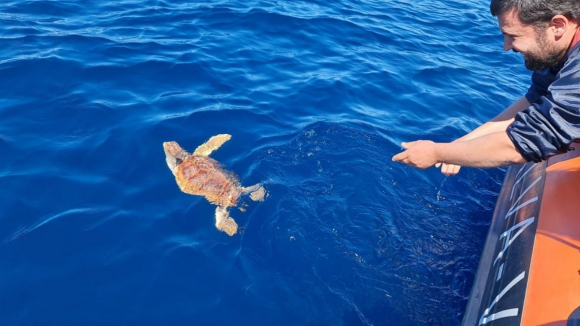 Carlinhos, a tartaruga devolvida ao mar em Gaia dois anos após resgate 